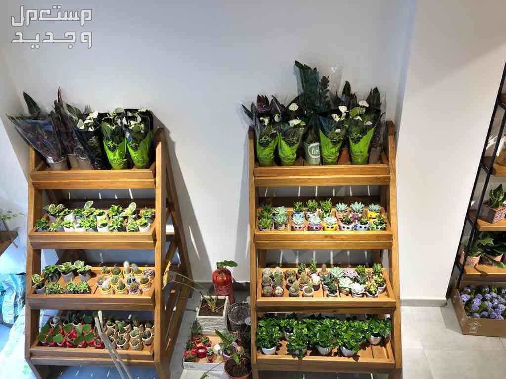 مشروع لبيع النباتات الداخلية  في جدة بسعر 50 ألف ريال سعودي