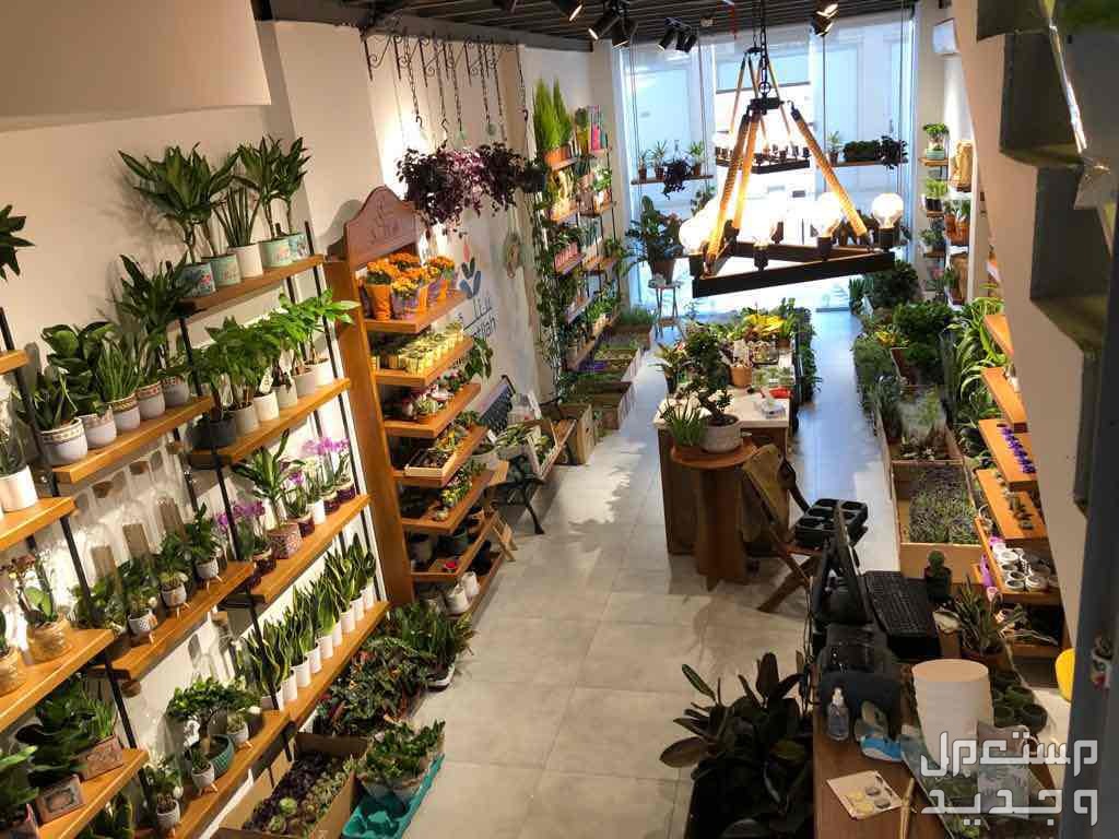 مشروع لبيع النباتات الداخلية  في جدة بسعر 50 ألف ريال سعودي