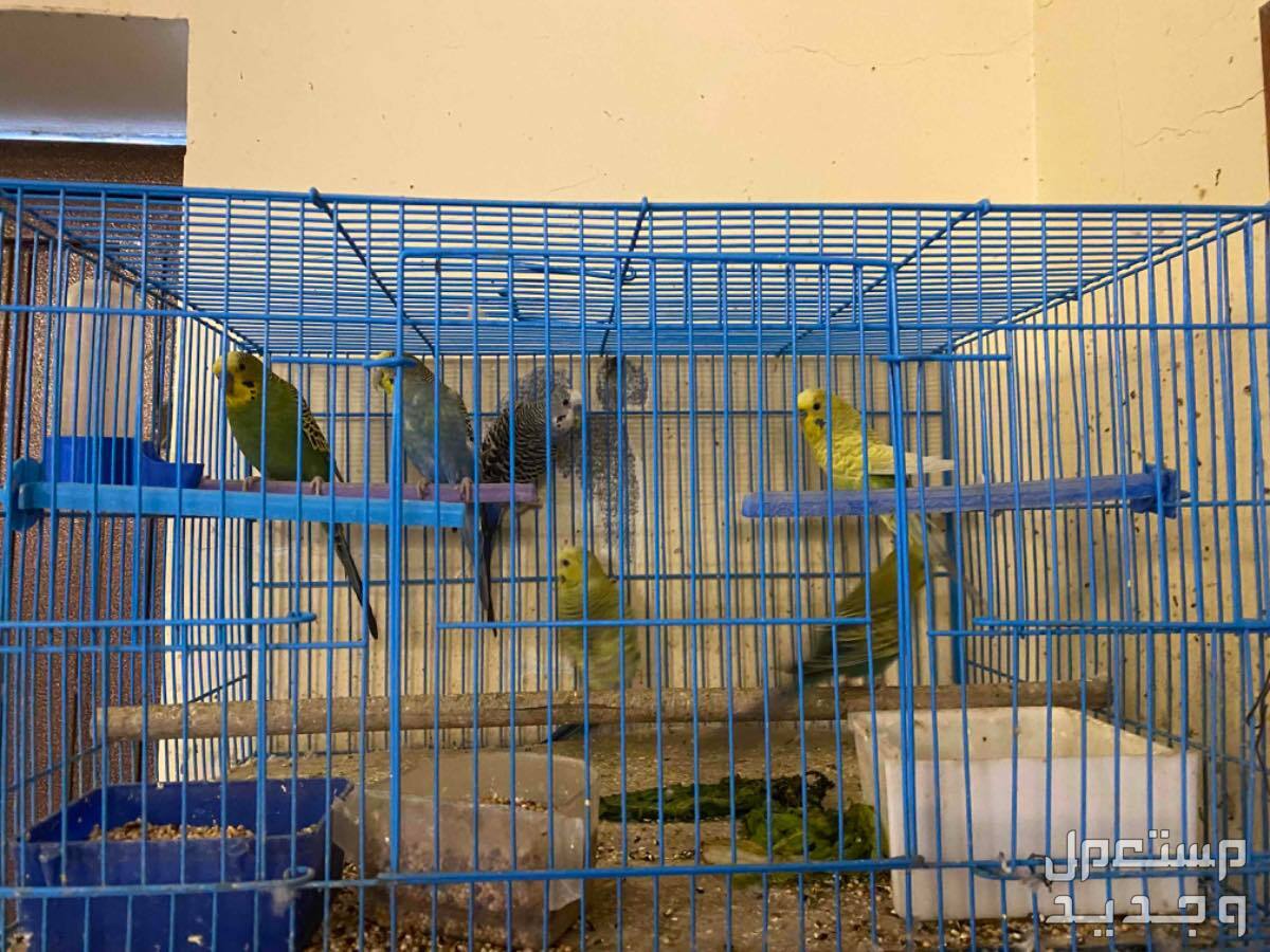 مجموعة طيور بادجي