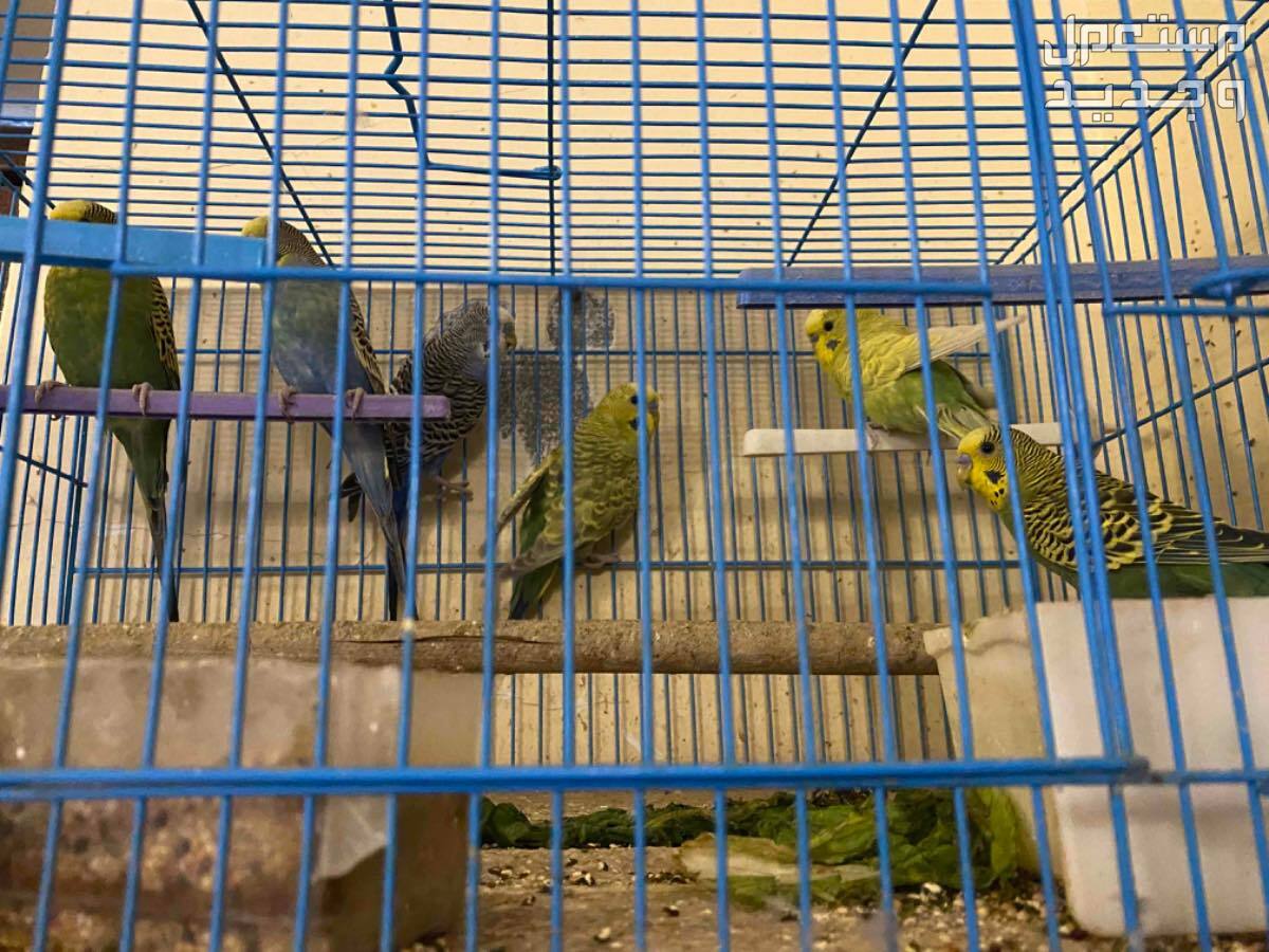مجموعة طيور بادجي