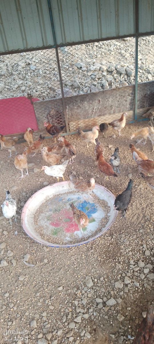 دجاج  في جدة بسعر 15 ريال سعودي
