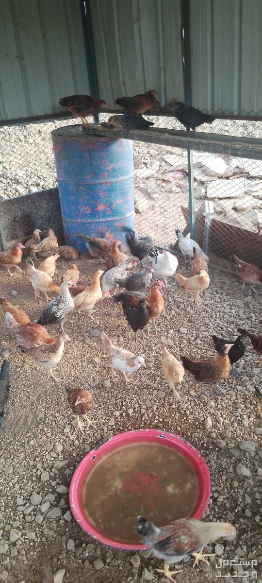 دجاج  في جدة بسعر 15 ريال سعودي