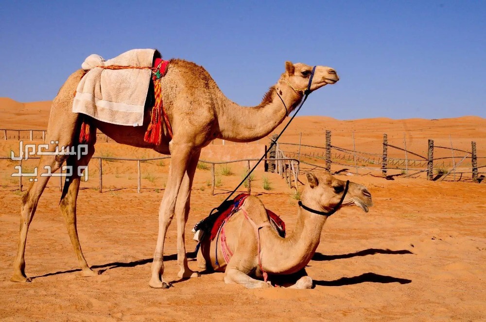 كيفية تفسير رؤية الإبل في الحلم؟ - العوامل التي تؤثر في تفسير رؤية الإبل في الحلم