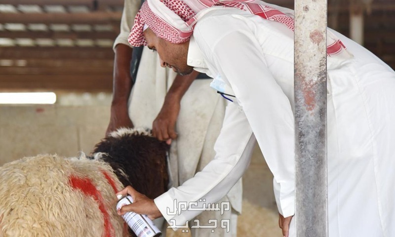 موعد وقفة عرفات وعيد الأضحى 2024 فلكيًا في جيبوتي اجواء عيد الاضحى