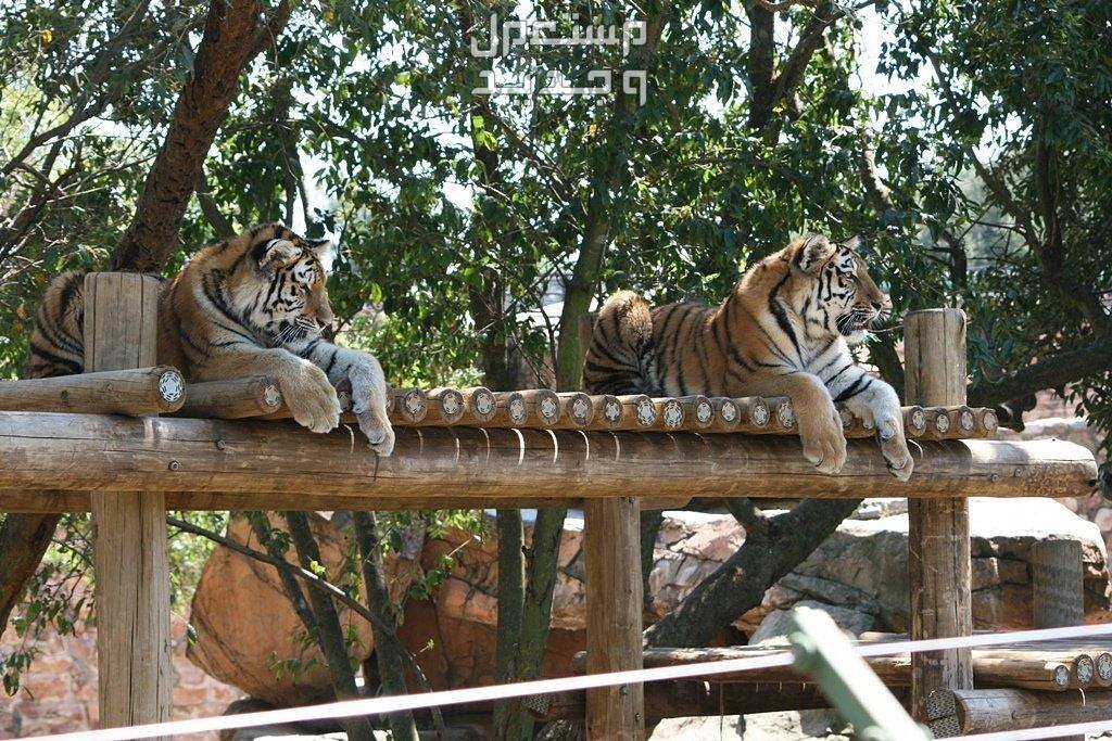 رابط حجز تذاكر دخول حديقة الحيوان في جدة بروميناد 1445 حديقة حيوانات جدة زووم
