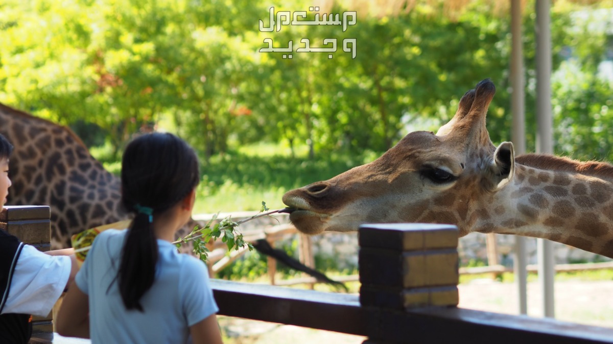 رابط حجز تذاكر دخول حديقة الحيوان في جدة بروميناد 1445 أطفال داخل حديقة الحيوان
