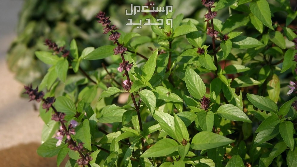 5 أعشاب طبيعية لطرد الحشرات من المنزل في الأردن 5 أعشاب طبيعية لطرد الحشرات من المنزل