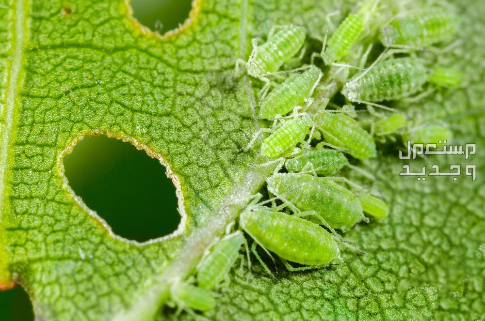 5 أعشاب طبيعية لطرد الحشرات من المنزل حشرات تقوم بأكل النباتات