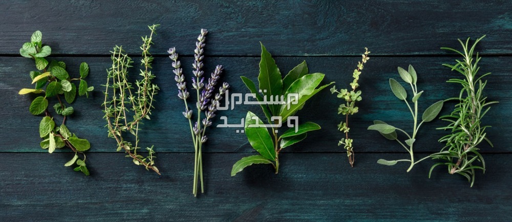 5 أعشاب طبيعية لطرد الحشرات من المنزل في الأردن أعشاب طبيعية لطرد الحشرات من المنزل