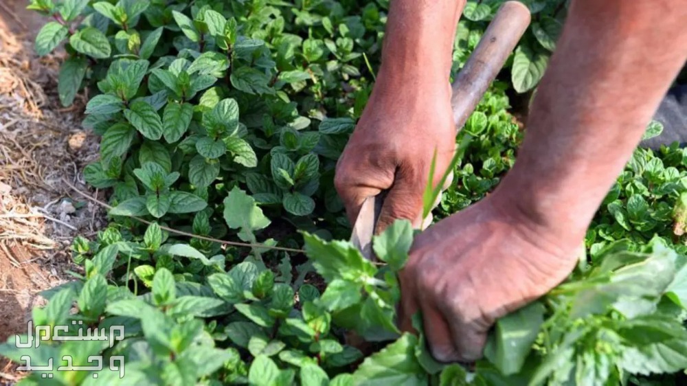 5 أعشاب طبيعية لطرد الحشرات من المنزل في جيبوتي رجل يقوم بقطف النعناع
