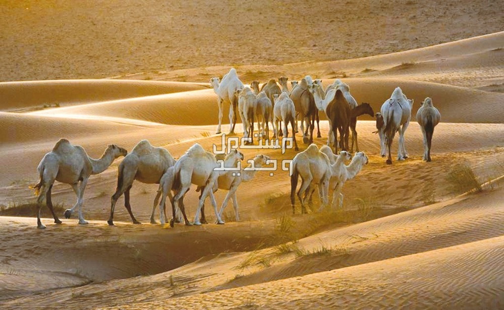 أغلى أنواع الإبل واسمائها وصورها 2024 في جيبوتي إبل تجوب الصحراء
