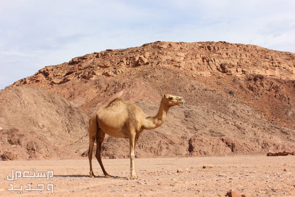 أغلى أنواع الإبل واسمائها وصورها 2024 في جيبوتي إبل عربي يقف أمام جبل