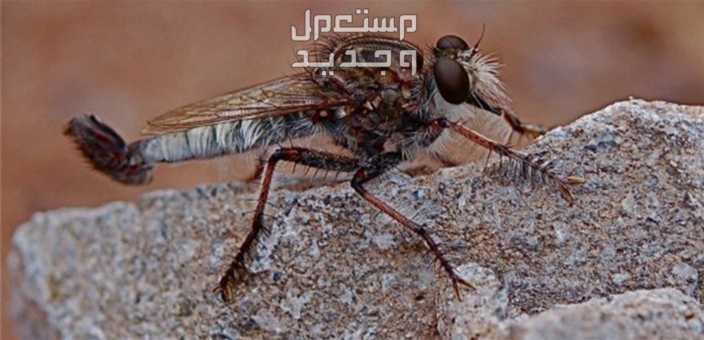كل ما تريد معرفته عن الذباب الصحراوي.. أسباب انتشاره وأضراراه في البحرين الذباب الصحراوي