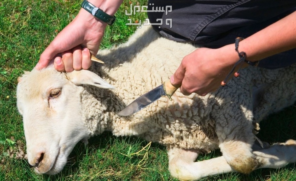 تفسير حلم رؤية عيد الأضحى في المنام للمرأة والرجل حلم رؤية ذبح خروف