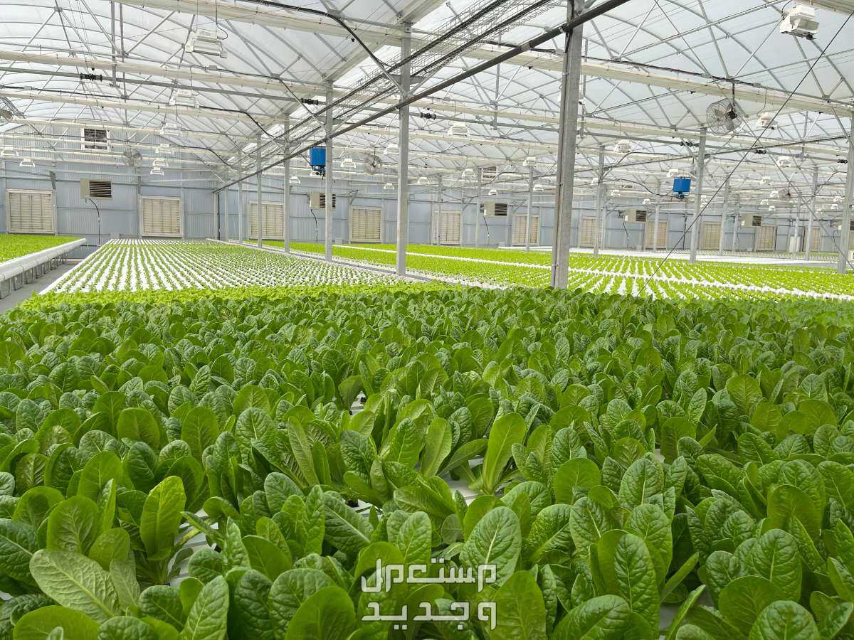 مزرعة للبيع في البريمي بسعر 110 آلاف ريال عماني