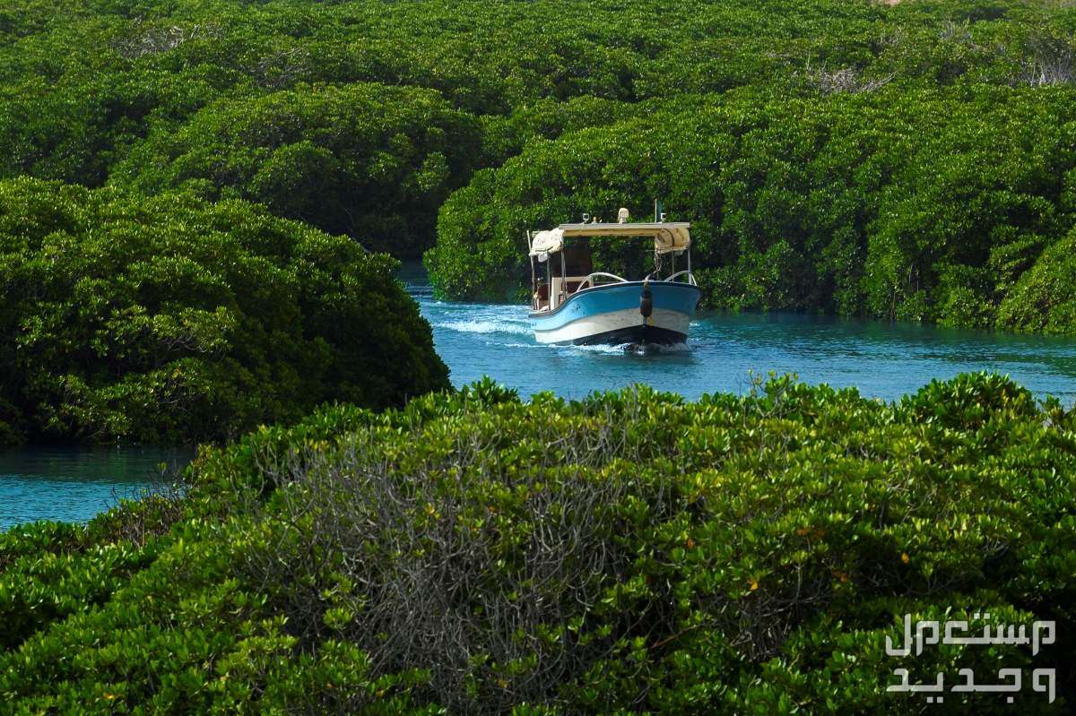 تعرف على أشهر المحميات الطبيعية.. جولة ساحرة في اليَمَن محمية جزر فرسان