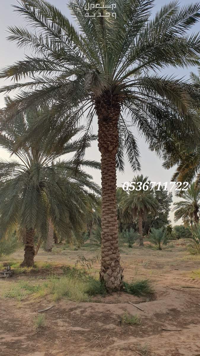 نخل طويل اطوال متفاوتة 6 الى 10 متر
