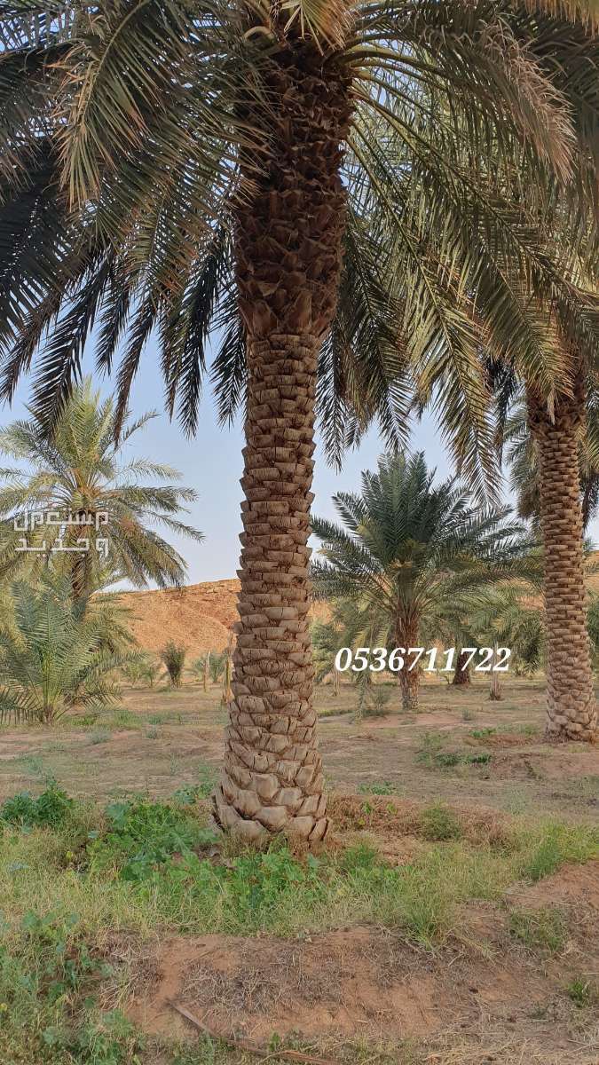 نخل طويل اطوال متفاوتة 6 الى 10 متر