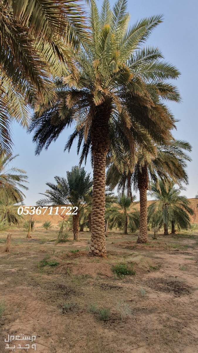نخل طويل اطوال متفاوتة 6 الى 10 متر