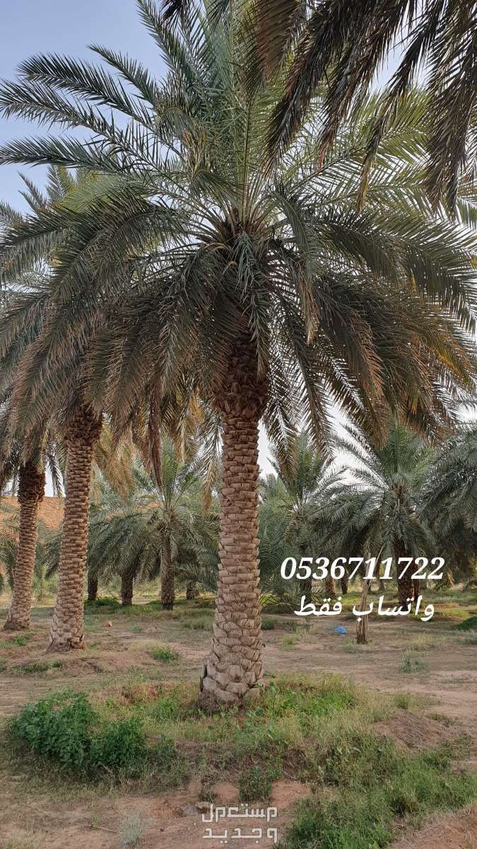 نخل طويل اطوال متفاوتة 6 الى 10 متر