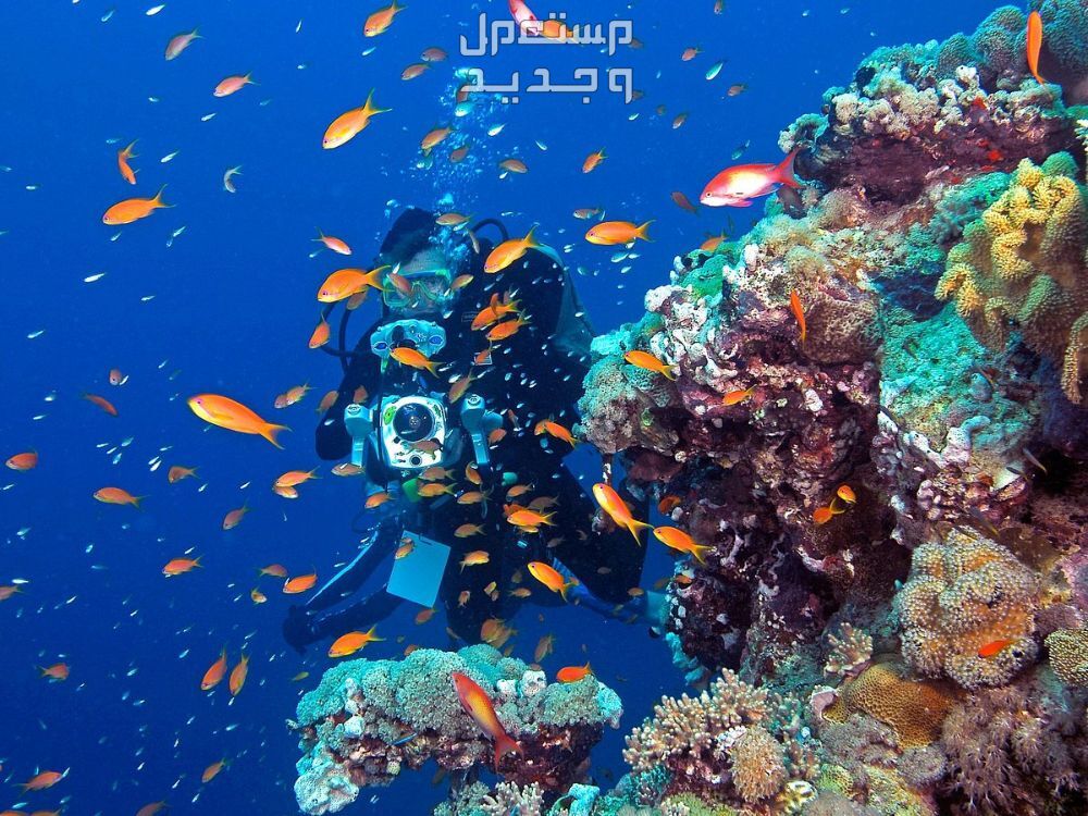 أماكن سياحية في جدة للعرسان غواصين بحر الصحراء