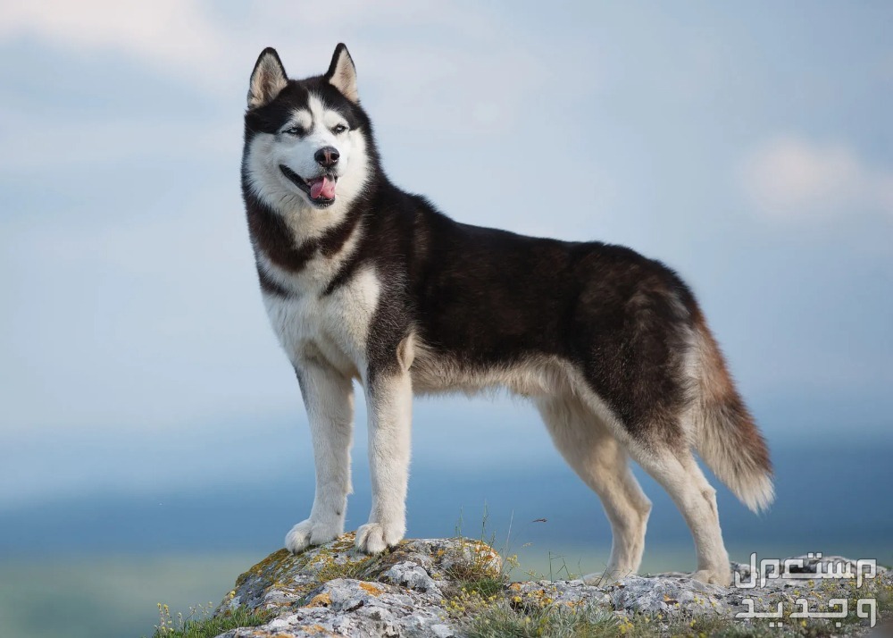 أنواع الكلاب الهاسكي واسعارها الهاسكي السيبيري