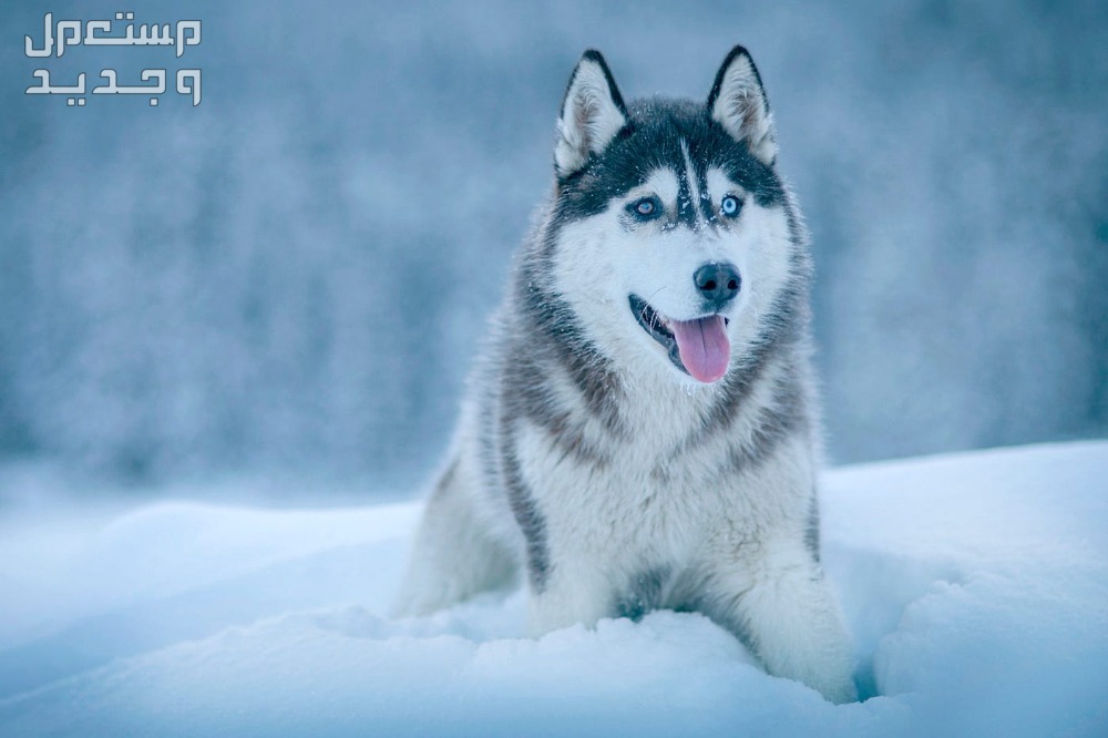أنواع الكلاب الهاسكي واسعارها في الإمارات العربية المتحدة كلب هاسكي بين الجليد