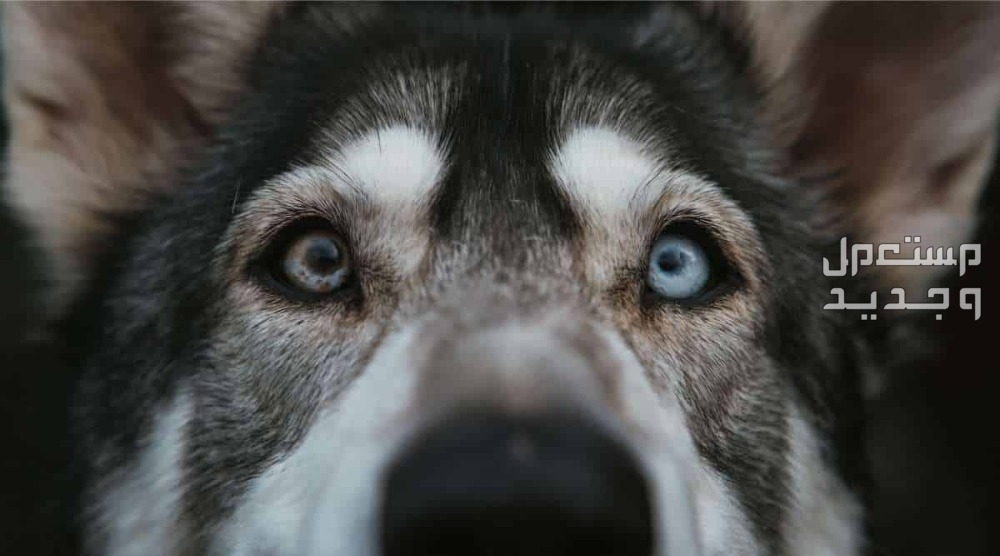 أنواع الكلاب الهاسكي واسعارها كلب هاسكي ذو عيون ملونة