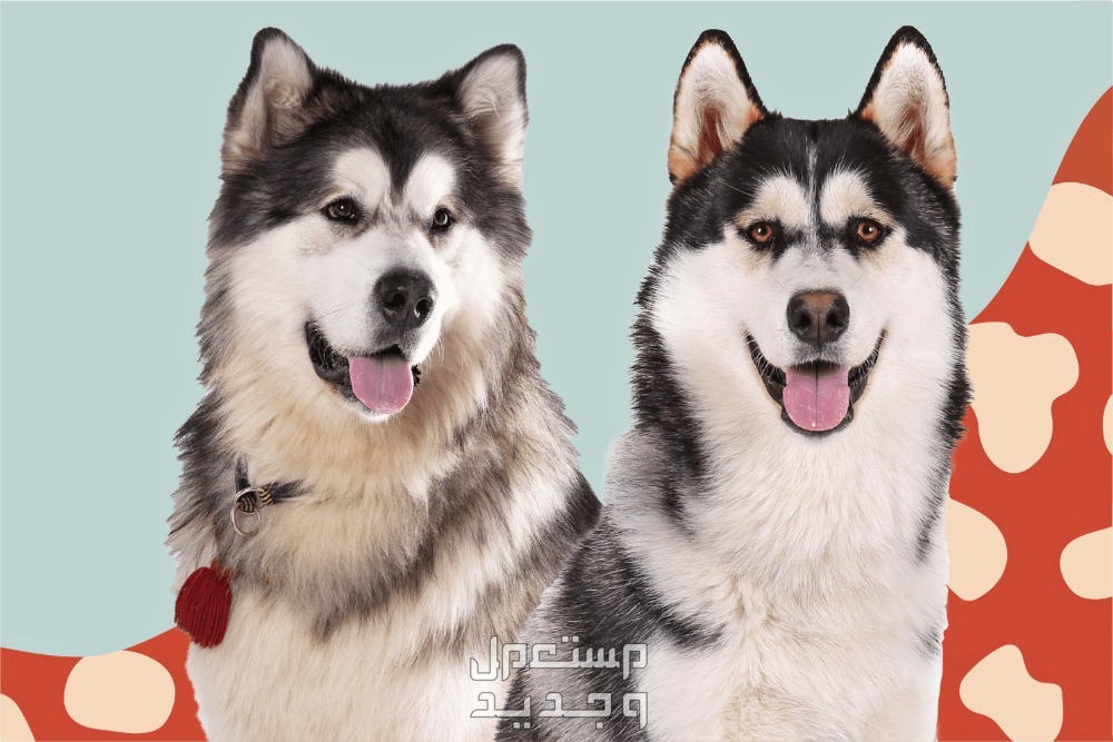 أنواع الكلاب الهاسكي واسعارها في الإمارات العربية المتحدة أنواع الكلاب الهاسكي واسعارها