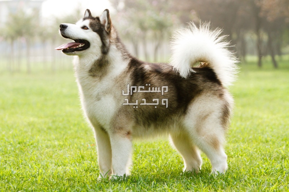 أنواع الكلاب الهاسكي واسعارها في البحرين ملموت ألاسكي