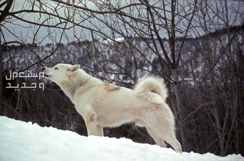 أنواع الكلاب الهاسكي واسعارها جرينلاند