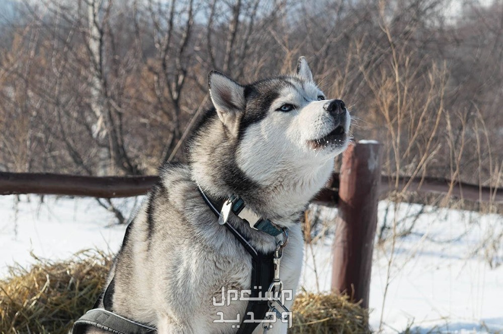 أنواع الكلاب الهاسكي واسعارها في الإمارات العربية المتحدة هاسكي الاسكا