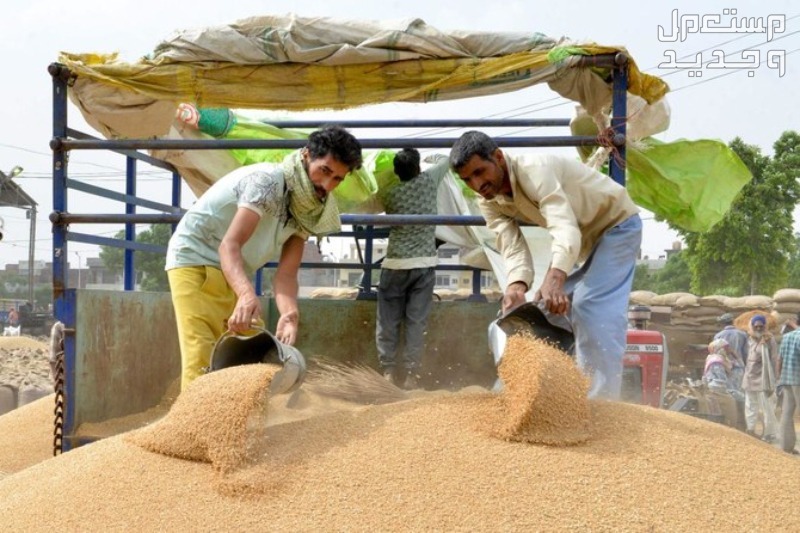 موضوع تعبير عن عيد العمال 2024 وحقوقهم وواجباتهم في الإمارات العربية المتحدة مجموعة عمال يقومون بتعبئة الرمال