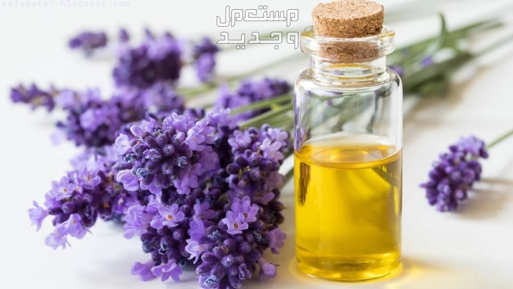 كيفية التخلص من بق الفراش بطرق طبيعية زيت اللافندر