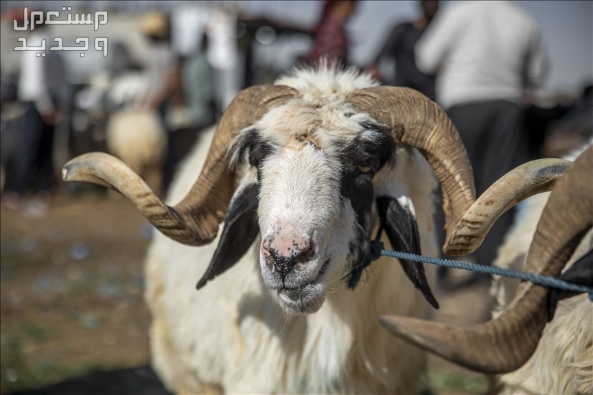 كم باقي على عيد الأضحى 2024