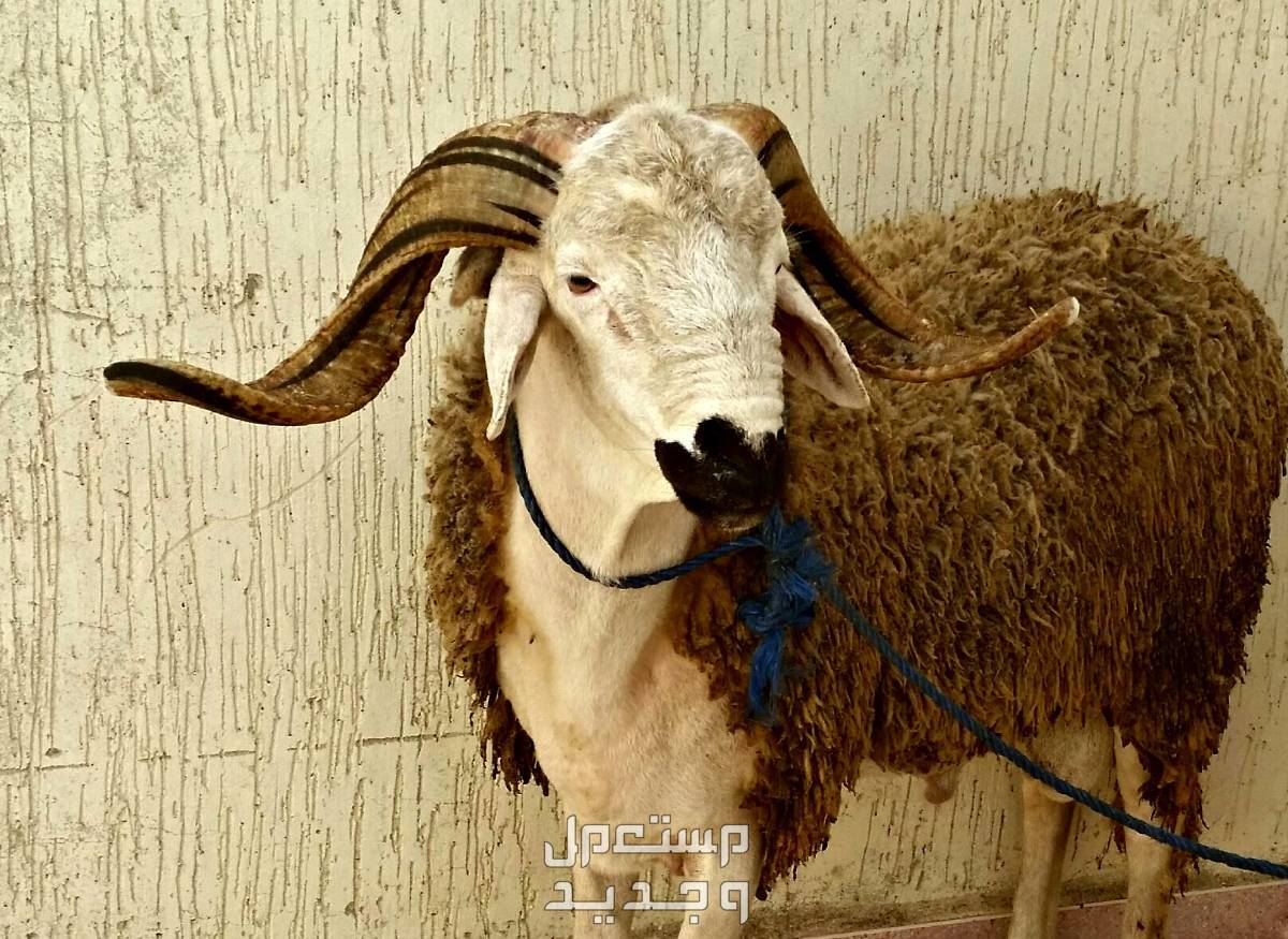 كم باقي على عيد الأضحى 2024