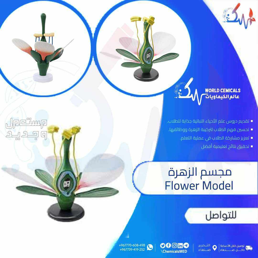 وسائل تعليمية ومجسمات مجسم الزهرة Flower Model مجسم الزهرة