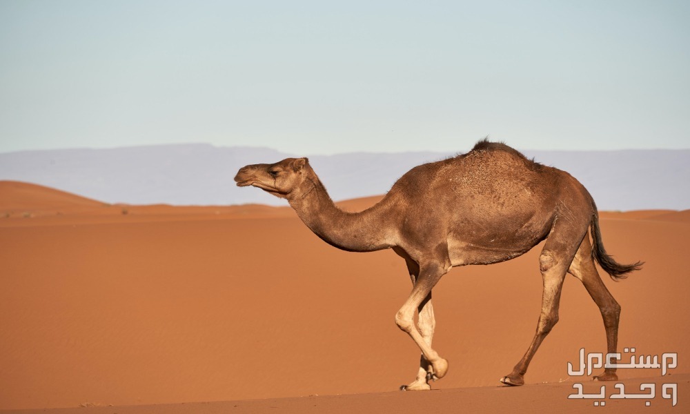 تفسير حلم ناقة تطاردني للرجل والمرأة ناقة تجري