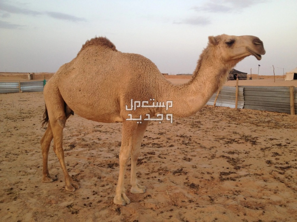 تفسير حلم ناقة تطاردني للرجل والمرأة تفسير حلم ناقة تطاردني للرجل والمرأة