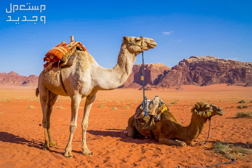 تفسير حلم ناقة تطاردني للرجل والمرأة ناقتين في الصحراء