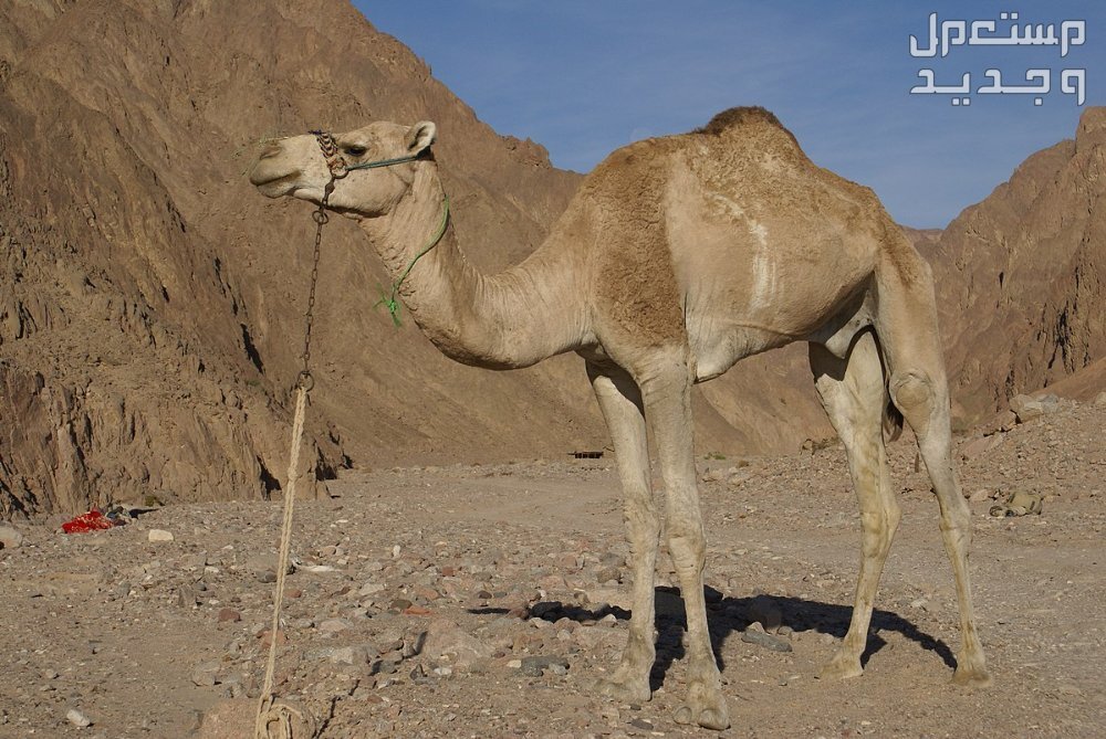 تفسير حلم ناقة تطاردني للرجل والمرأة ناقة امام الجبل