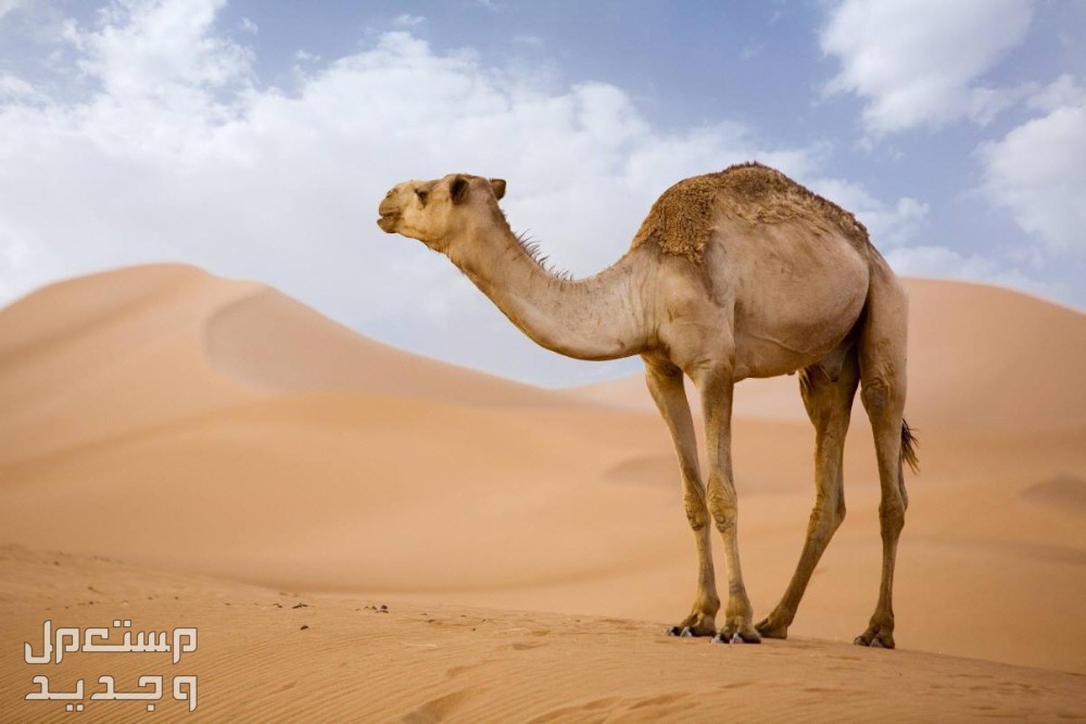 تفسير حلم ناقة تطاردني للرجل والمرأة ناقة وسط الصحراء