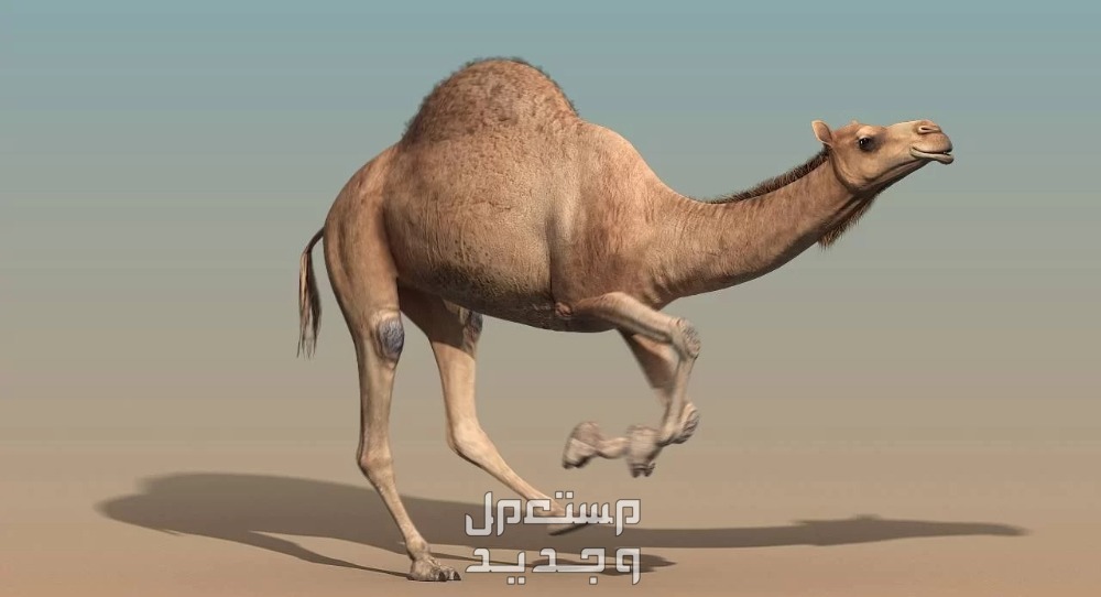 تفسير حلم ناقة تطاردني للرجل والمرأة ناقة تقفز