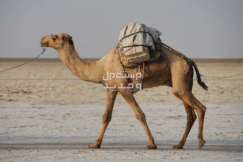 تفسير حلم ناقة تطاردني للرجل والمرأة ناقة تحمل متاع السفر