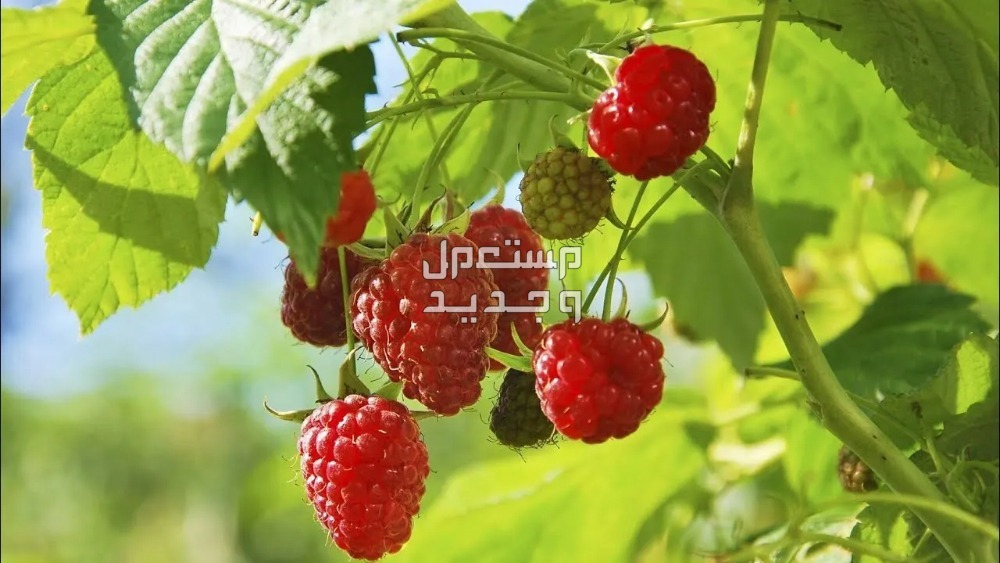 تفسير حلم أكل التوت من الشجرة في الإمارات العربية المتحدة توت أحمر في الشجرة