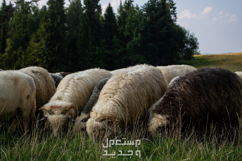 ما تفسير حلم الغنم الكثيرة في المنام للرجل والمرأة؟ ما تفسير حلم الغنم الكثيرة في المنام