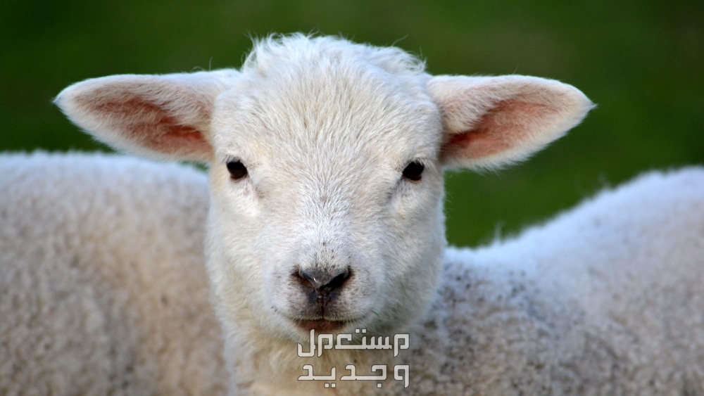 ما تفسير حلم الغنم الكثيرة في المنام للرجل والمرأة؟ ما تفسير حلم الغنم الكثيرة في المنام