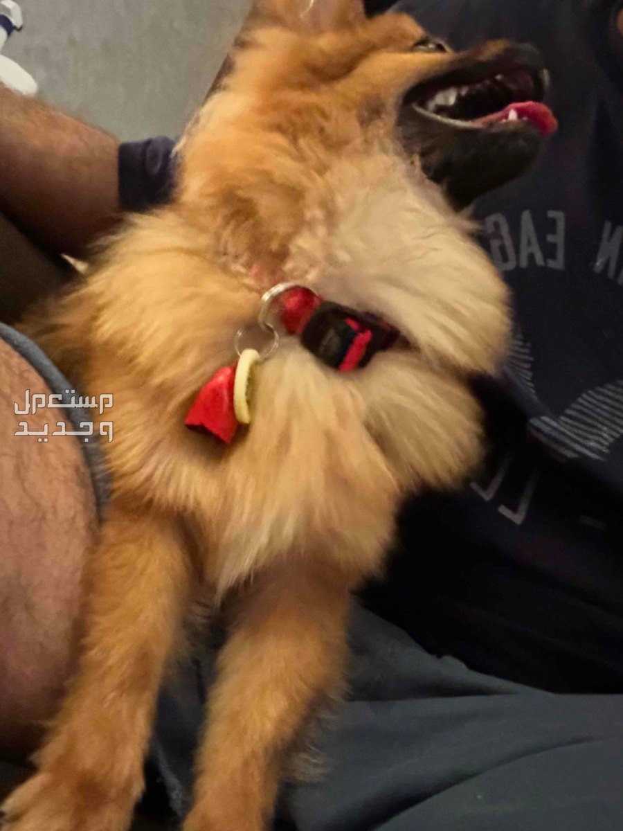 الخزامى كلبة العمر 6 شهور