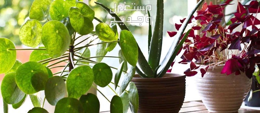10 طرق لإزالة الروائح الكريهة من المفروشات نباتات منزلية