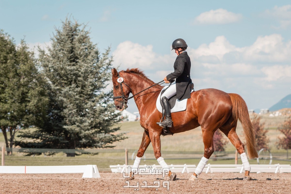 سعر الخيل العربي الأصيل 2024.. وأفضل أماكن بيع الخيول ركوب خيل عربي